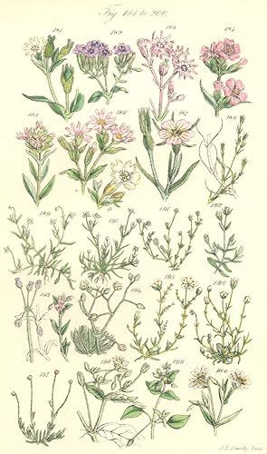 Seller image for Fig. 181. S. Noctiflora. Night-flowering Catchfly; Fig. 182. S. Armeria. Lobel's Catchfly; Genus 6. Lychnis. Fig. 183. L. Flos-Cuculi. Cuckoo Flower. Ragged Robin; Fig. 184. L. Viscaria. German Catchfly; Fig. 185. L. Alpina. Mountain Campion. Fig. 186. L. Diurna. Campion; Genus 7. Agrostemma. Fig. 187. A. Githago. Corn Cockle; Genus 8. Buffonia. Fig. 188. B. Tenuifolia; Genus 9. Sagina; Fig. 189. S. Procumbens. Creeping Pearl-wort; Fig. 190. S. Apetala. Annual Pearl-wort. Fig. 191. S. Maritima. Sea Pearl-wort; Genus 10.Moenchia. Fig.192. M. Erecta; Genus 11. Holosteum; Fig. 193. H. Umbellatum. Jagged Chickweed; Genus 12. Spergula. Fig.194. S. Arvensis. Spurrey; Fig. 195. S. Nodosa. Knotted Spurrey; Fig. 196. S. Saginoides. Smooth Spurrey. F for sale by Antiqua Print Gallery