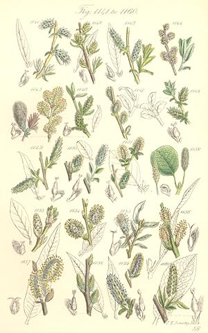 Seller image for Fig. 1141. S. Rosmarinifolia. Rosemary-leaved Willow; Fig. 1142. S. Angustifolia. Little Tree Willow; Fig. 1143. S. Doniana. Fig. 1144. S. Fusca. Creeping Willow; Fig. 1145. S. Repens; Fig. 1146. S. Prostrata; Fig. 1147. S. Ascendens; Fig. 1148. S. Parvifolia; Fig. 1149. S. Incubacea; Fig. 1150. S. Argentea; Fig.1151. S. Ambigua; Fig. 1152. S. Reticulata. Net-leaved Willow. Fig. 1153. S. Glauca. Downy Willow; Fig. 1154. S. Arenaria; Fig. 1155. S. Stuartiana; Fig. 1156. S. Viminalis. Common Osier; Fig. 1157. S. Stipularis; Fig. 1158. S. Smithiana; Fig. 1159. S. Ferruginea; Fig. 1160. S. Acuminata. Long-leaved Willow for sale by Antiqua Print Gallery