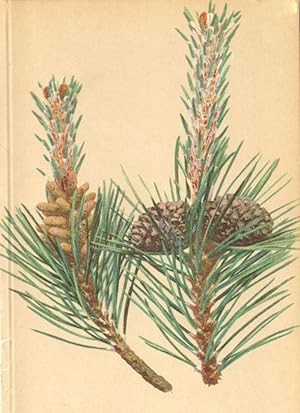 Pinus montana Mill.- Legföhre, Krummholz