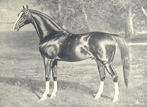 Arab Stallion - "Mesaoud"; Sire, Aziz; Dam, Yemama. Property of Wilfrid Scawen Blunt, Esq.