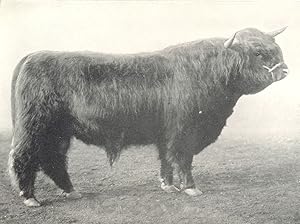 Highland Bull - "An Seanalair Ruadh" prize winner at the Oban Bull show, 1909