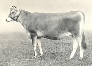 Jersey Heifer - "Frolic" winner of first prize at the R.A.S.E. show, 1907
