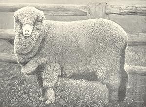 Australian Merino Ewe one of the Special Stud Ewes, Hartwood Stud, Riverina, N.S.W.