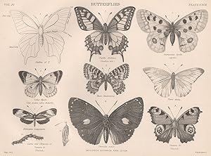 Butterflies; 1. Outline of 2.; 2. Papilio Machaon. (Swallow tail); 3. Parnassius Apollo. (Apollo)...