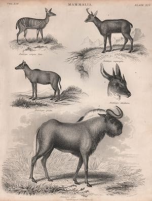 Mammalia; 1. Antilope Scripta Fem; 2. Antilope rupicapra; 3. Antilope picta; 4. Antilope chickara...