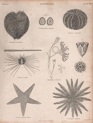 Zoophytes; 1. Spatangus purpureus; 2. Echinocyamus minutus; 3. Echinus esculentus; 4. Cidaris hys...