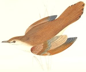 Rufous Sedge Warbler