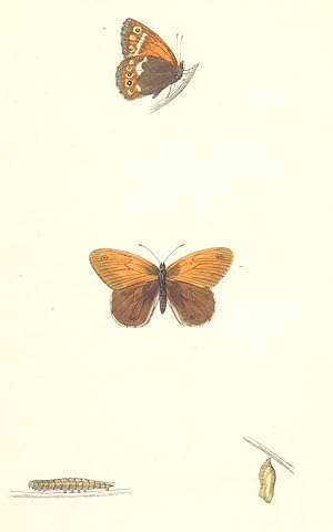 Heath Butterfly