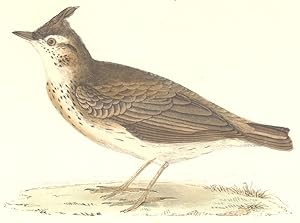 Crested Lark