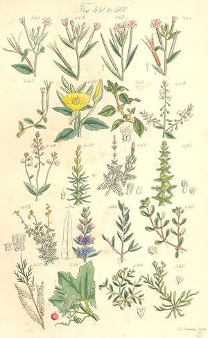 Seller image for Fig. 441. E. Roseum. Smooth-leaved Willow-herb; Fig. 442. E. Tetragonum. Square-stalked Willow-herb; Fig. 443. E. Palustre. Marsh Willow-herb; Fig. 444. E. Alsinifolium. Chickweed Willow-herb; Fig. 445. E. Alpinum. Alpine Willow-herb; Genus 2. Cenothera; Fig. 446. Ce. Biennis. Evening Primrose; Genus 3. Isnardia; Fig. 447. I. Palustris; Genus 4. Circaea; Fig. 448. C. Lutetiana. Enchanter's Nightshade; Fig. 449. C. Alpina. Alpine Enchanter's Nightshade; Order XXVIII. Haloragaceae. Genus 1. Hippuris. Fig. 450. H. Vulgaris. Mare's-tail; Genus 2. Myriophyllum. Fig. 451. M. Spicatum. Water-Milfoil; Fig. 452. M. Verticillatum; Fig. 453. M. Alterniflorum; Order XXIX. Lythraceae. Genus 1. Lythrum. Fig. 454. L. Salicaria. Purple Loosestrife. Fig. 45 for sale by Antiqua Print Gallery