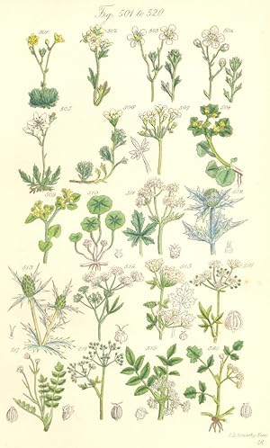 Seller image for Fig. 501. S. Muscoides. Moss Saxifrage; Fig. 502. S. Caespitosa. Palmate Saxifrage; Fig. 503. S. Hirta. Hairy Saxifrage; Fig. 504. S. Platypetala. Broad-flowered Saxifrage; Fig. 505. S. Hypnoides. Ladie's Cushion; Fig. 506. S. Elongella. Long-stalked Saxifrage; Fig. 507. S. Pedatifida. Geranium-leaved Saxifrage; Genus 2. Chrysosplenium. Fig. 508. C. Alternifolium. Golden Saxifrage; Fig. 509. C. Oppositifolium. Opposite-leaved Golden Saxifrage; Order XXXVII. Umbelliferae. Genus 1. Hydrocotyle. Fig. 510. H. Vulgaris. Marsh Penny-wort; Genus 2. Sanicula. Fig. 511. S. Europaea. Wood Sanicle; Genus 3. Eryngium. Fig. 512. E. Maritimum. Sea Holly. Eryngo; Fig. 513. E. Campestre. Field Eryngo; Genus 4. Cicuta. Fig. 514. C. Virosa. Water Hemlock; Ge for sale by Antiqua Print Gallery