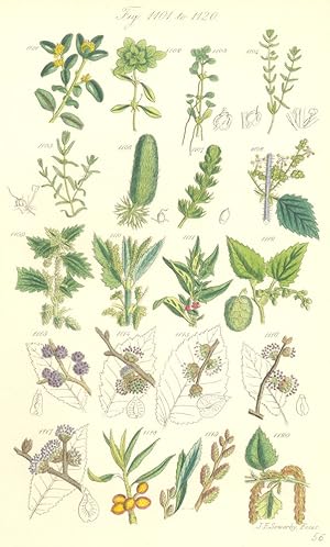 Genus 3. Buxus. Fig. 1101. B. Sempervirens. Box; Order LXXVII. Callitrichaceae. Genus1. Callitric...