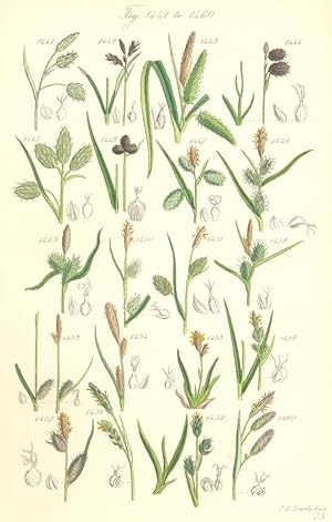 Seller image for Fig. 1441. C. Limosa. Mud Sedge; Fig. 1442. C. Rariflora. Loose-flowered Sedge; Fig. 1443. C. Pseudo-Cyperus. Cyperus Sedge; Fig. 1444. C. Ustulata. Scorched Sedge; Fig. 1445. C. Atrata. Black Sedge; Fig. 1446. C. Vahlii. Close-headed Mountain Sedge; Fig. 1447. C. Pallescens. Pale Sedge; Fig. 1448. C. Flava. Yellow Sedge; Fig. 1449. C. Cederi; Fig. 1450. C. Fulva. Tawny Sedge; Fig. 1451. C. Speirostachya. Short-spiked Sedge; Fig. 1452. C. Extensa. Long-bracteated Sedge; Fig. 1453. C. Distans. Distant-spiked Sedge; Fig. 1454. C. Binervis. Green-ribbed Sedge; Fig. 1455. C. Praecox. Vernal Sedge; Fig. 1456. C. Pilulifera. Round-headed Sedge; Fig. 1457. C. Tomentosa. Downy-fruited Sedge; Fig. 1458. C. Panicea. Pink-leaved Sedge; Fig. 1459. C. P for sale by Antiqua Print Gallery