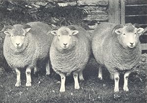 Exmoor Horn Yearling Ewes (Shorn) 1st prize winners at R.A.S.E. show, 1907