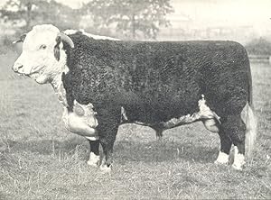 Hereford Bull - "Cameronian" 1st and champion, R.A.S.E. show, 1906