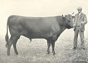 Kerry Bull - "La Mancha Gordon" 1st and Champion at the R.A.S.E. show, 1904;