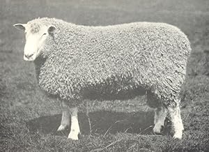 Leicester Shearling Ram winner of first prize, R.A.S.E. show, 1908