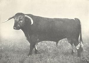 Longhorn Bull - "Eastwell Emperor" first prizes at R.A.S.E. And Warwickshire shows, 1909