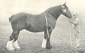 Shire Mare - "Queen of the Shires" Champion at the R.A.S.E. show, 1903