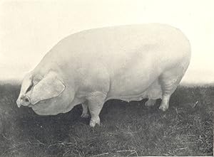 Ulster Large White Sow - "Becky of Belmount" winner of first prize, Royal Dublin Society's show a...