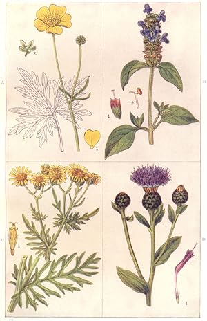 Common Weeds of Grass Land; A. Upright Buttercup (Ranunculus acris). 1. Petal. 2. Calyx; B. Self ...