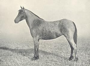 Welsh Pony Mare - "Mountain Marvel" first at R.A.S.E. show, 1910