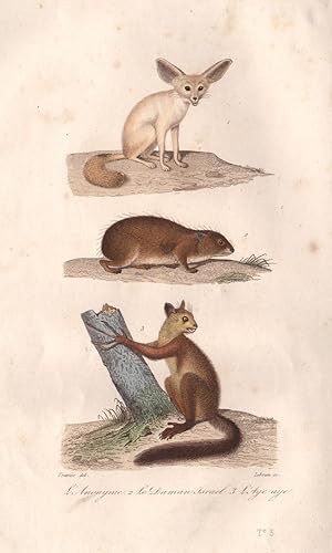 1. L'Anonyme [Anonymous] ; 2. Le Daman Israel [Guinea Pig] ; 3. L'Aye Aye