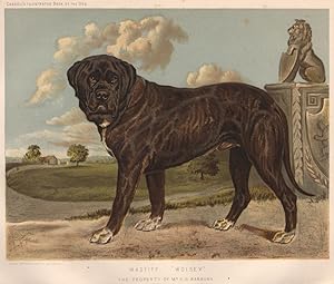 Mastiff "Wolsey", The property of Mr. F.G. Banbury