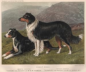 Sheep Dogs; Smooth Coated "Yarrow". The Property of Mr. W.W. Thomson; Rough Coated "Hornpipe". Th...