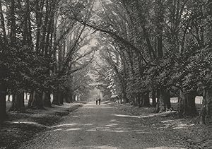 Imagen del vendedor de The Avenue, Hatfield Park a la venta por Antiqua Print Gallery