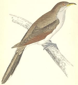 Yellow-Billed Cuckoo