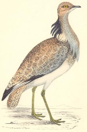 Macqueen's Bustard