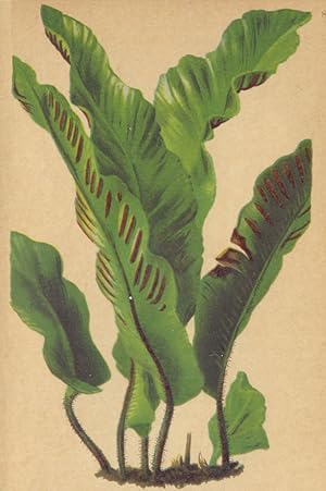 Scolopendrium vulgare Sm.- Hirschzunge