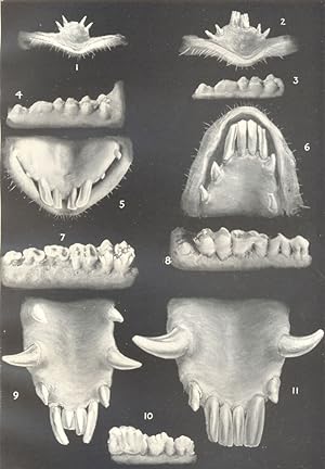 Age of Animals-IV. Dentition of the Pig; 1. At Birth; 2. Incisors, one month; 3. Three temporary ...