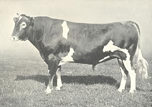 Guernsey Bull - "Merton Signet" winner of 1st prize, R.A.S.E. show, 1908
