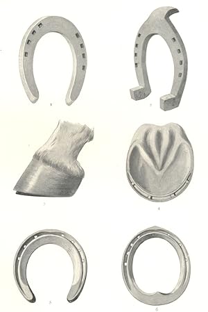 Seller image for Horse Shoes; 1. Stamped Fore-shoe for cart horse for farm work. 2. Hind-shoe for cart horse for town work. 3. Hoof prepared for Charlier tip. 4. Charlier tip applied. 5. Fullered Fore-shoe dished in ground surface, for carriage horse. 6. Concave Bar Fore-shoe for hunter for sale by Antiqua Print Gallery