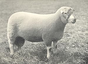 Kerry Hill Shearling Ram winner of first prize at the Shropshire and Welsh National shows, 1908