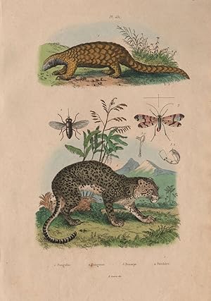 1. Pangolin; 2. Pangonie; 3. Panorpe; 4. Panthère