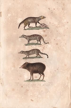 1. La Civette [Civet] ; 2. Le Hibeth; 3. La Genette [Genet] ; 4. Le Pecari