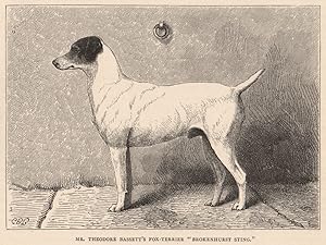 Seller image for Mr. Theodore Bassett's Fox-Terrier "Brokenhurst Sting" for sale by Antiqua Print Gallery