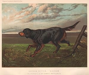 Gordon Setter. "Blossom"; The Property of Mr. Howard Mapplebeck