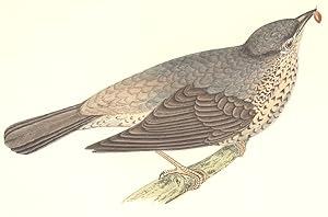 Missel Thrush