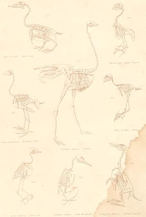 Birds: Skeletons - Birds; Wild Duck; Maccan; Domestic Fowl; Ostrich; Merlin; Barn Owl; Green Wood...