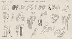 Imagen del vendedor de Infusoria & Rotatoria; 1. Kolpoda, Ren; 2. Ophryoglena, Acuminata; 3. Oxytricha, Cicada; 4. Stylonychia, Pustulata; 5. Discocephalus, Rotatorius; 6. Chlamydon, Mnemosyne; 7. Euplotes, Charon; 8. Ptygura, Medlicerta; 9. Ichthydium, Podura; 10. Chaetonotus Maximus; 11. Glenophora Trochus; 12. Cecistes, Hyalinus; 13. Cyphonautes,Compressus; 14. Microcodon, Clavus; 15. Tubicolaria, Najas; 16. Floscularia, Ornata; 17. Melicerta, Ringens; 18. Limnias, Ceratophylli; 19. Hydatina, Brachydactyla; 20. Furcularia, Cribba a la venta por Antiqua Print Gallery