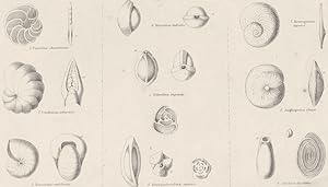 Imagen del vendedor de Rhizopoda Family Polystomelladae; 1. Planulina Araminensis; 2. Dendritina arbuscula; 3. Nonionina umbilicata; 4. Biloculina bulloides; 5. Triloculina trigonula; 6. Quinqueloculina saxorum; 7. Heterogystina depressa; 8. Amphegistina Quoyii; 9. Fabularia discolithes a la venta por Antiqua Print Gallery
