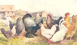 Breeds of Poultry; 1. Light Brahma ; 2. Breckel; 3. Barred Rock; 4. Dark Brahma; 5. Bresse; 6. Bu...