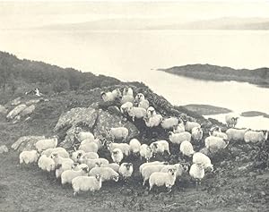 Sheep-Farming in the Highlands; by the sea