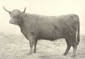 Highland Heifer - "Laochag" Breed champion at the H. & A.S. show, 1905