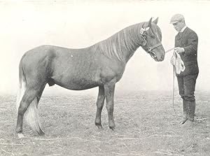 Highland Pony Colt - "Skerryvore" winner of president's Medal, H.& A.S. show, 1907