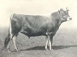 Two-year old Jersey Bull - " Golden Beam" 1st at bath and west of England show, 1908